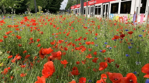 A vibrant field of red poppies mixed with small blue and yellow flowers is seen in front of a modern tram. The colorful flowers extend across the foreground, contrasting with the white and red vehicle behind it. Green trees frame the background, providing a lush setting. The tram displays text in a foreign language and colorful designs on some of its panels.