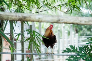 Rooster perched on a rustic wooden fence with a lush green background