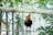 Gamefowl confidently jumping on a low perch during morning training.