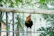 Gamefowl confidently jumping on a low perch during morning training.