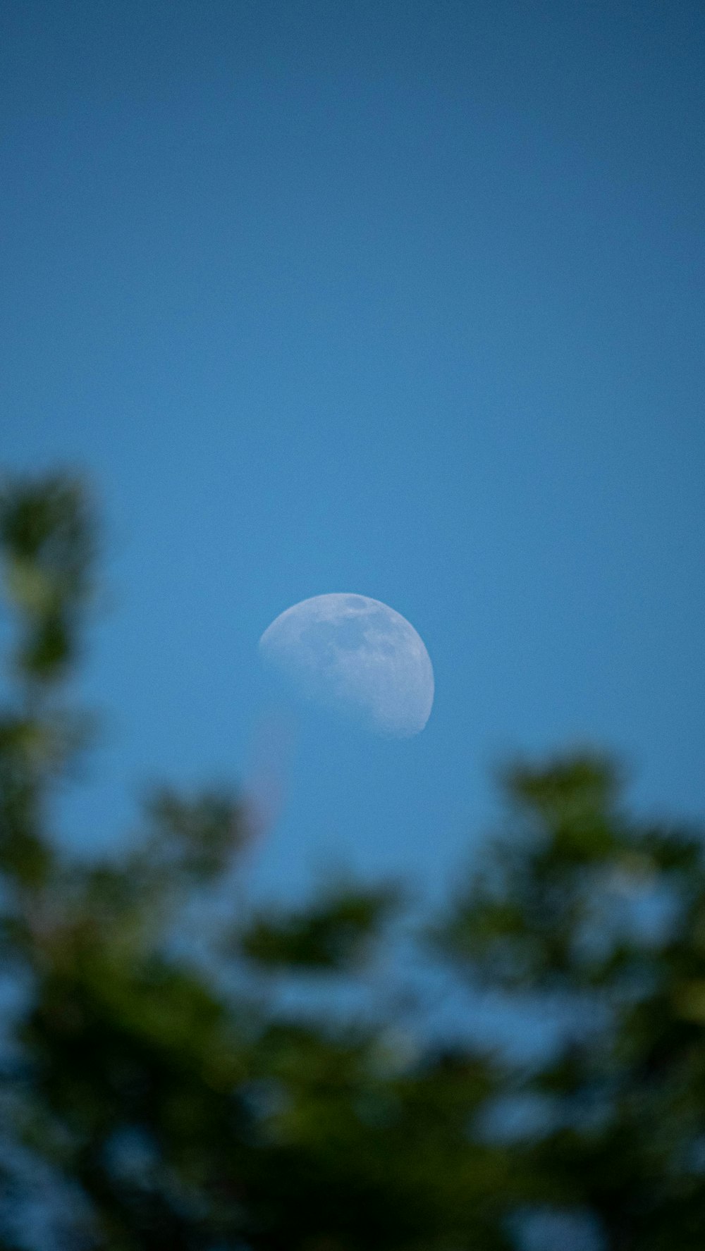 the moon is seen through the trees in the sky