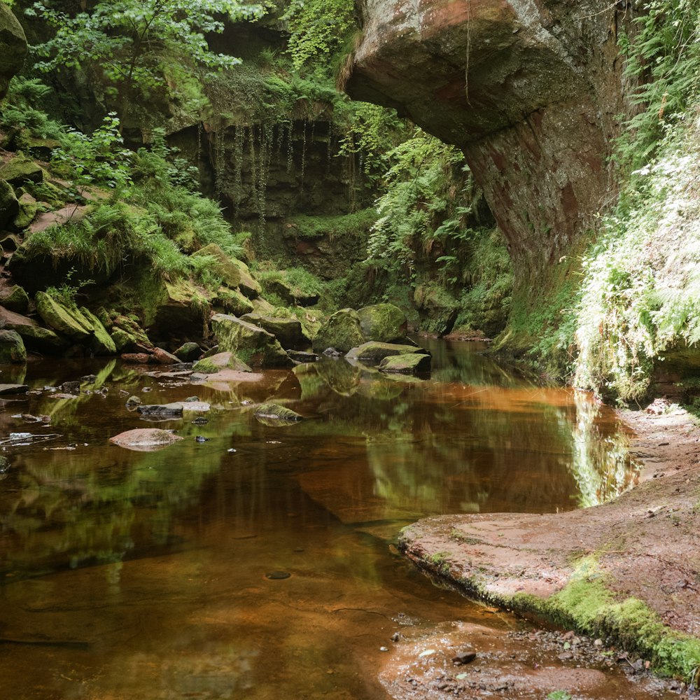 a stream running through a lush green forest