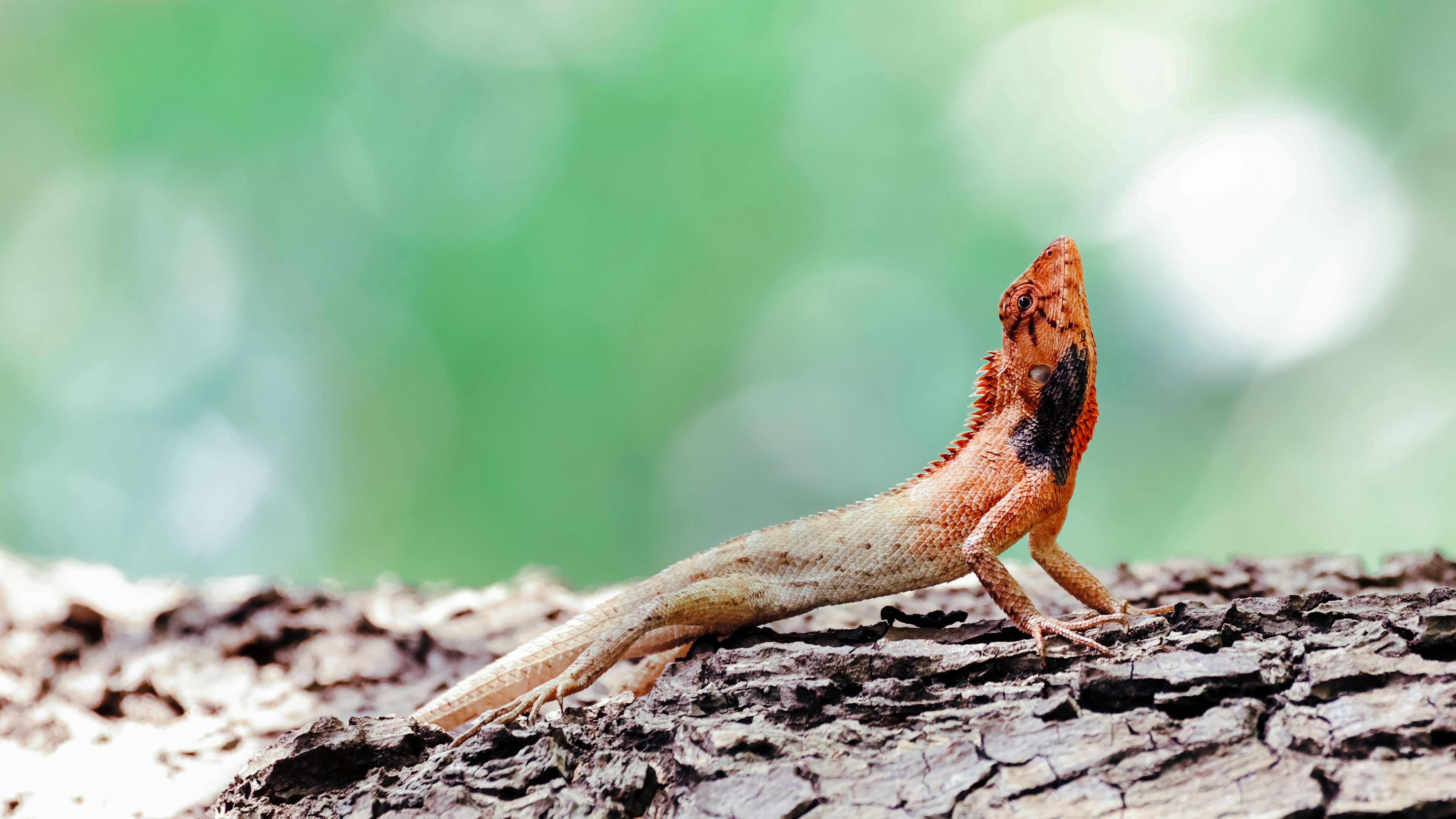 Photo by dickenslin76