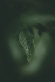 A close-up of a delicate elm leaf gently resting on a soft beige background, capturing the essence of calm and simplicity.