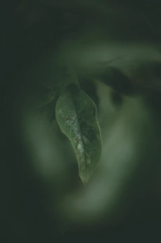 A close-up of a delicate elm leaf gently resting on a soft beige background, capturing the essence of calm and simplicity.