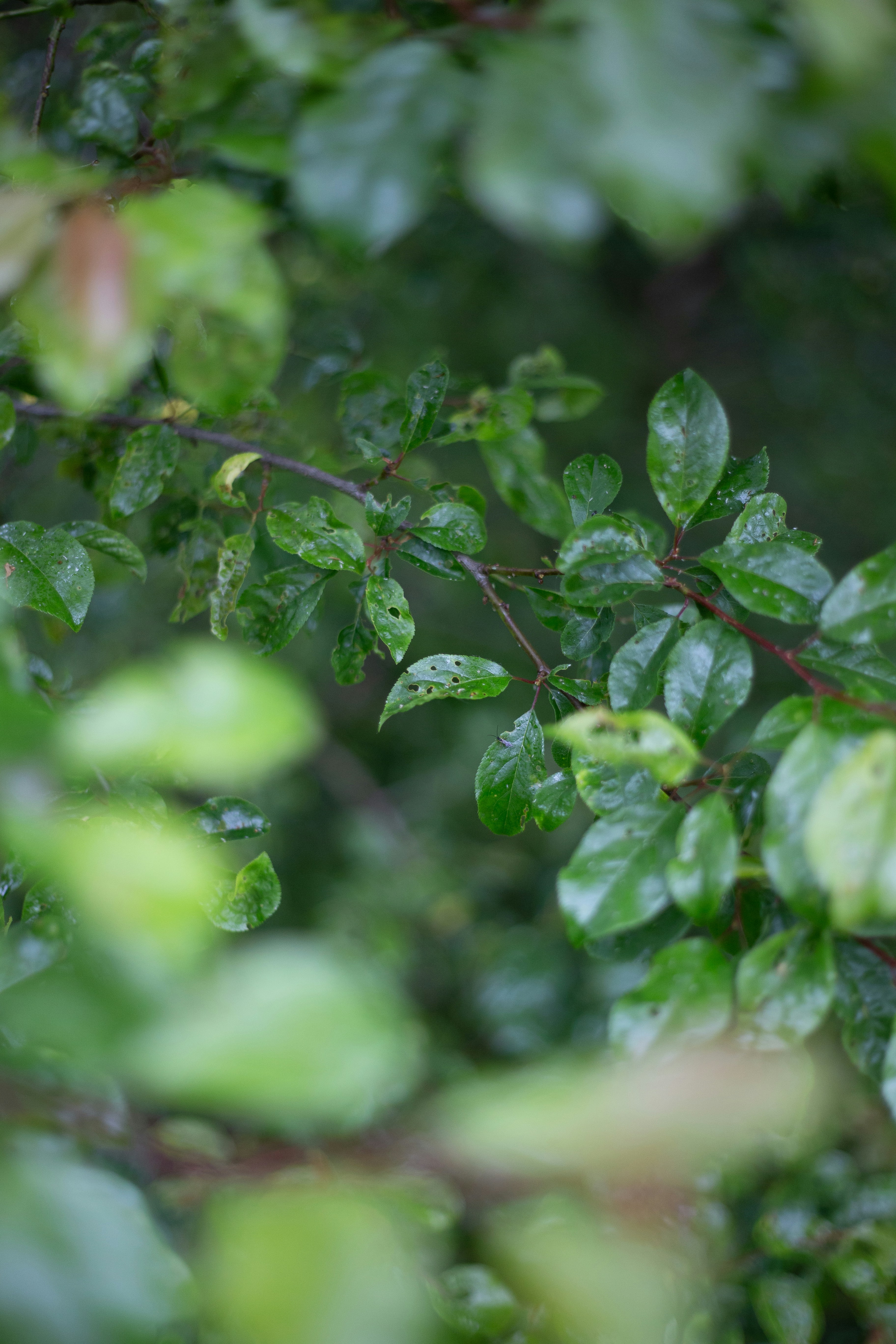 green tea leaves close up, wallpaper, Green Tea Extract for Inflammation: Benefits & How to Use 3