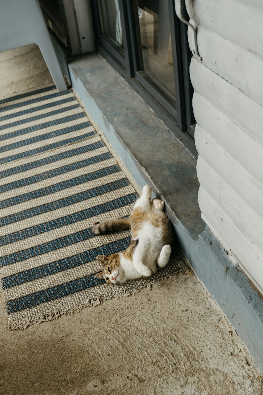 an orange and white cat laying on its back on a rug