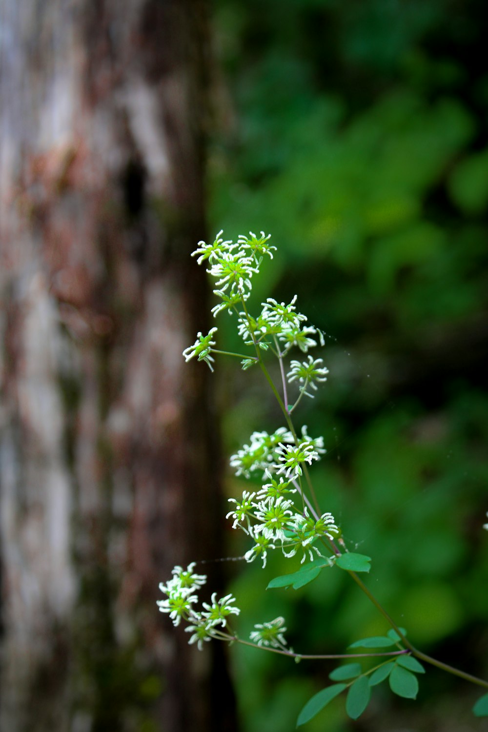 a close up of a plant near a tree