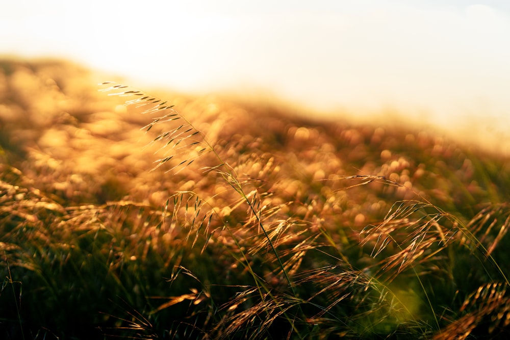 a field of grass with the sun in the background