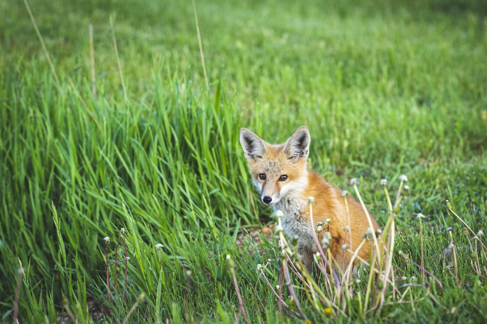 a small fox sitting in a grassy field