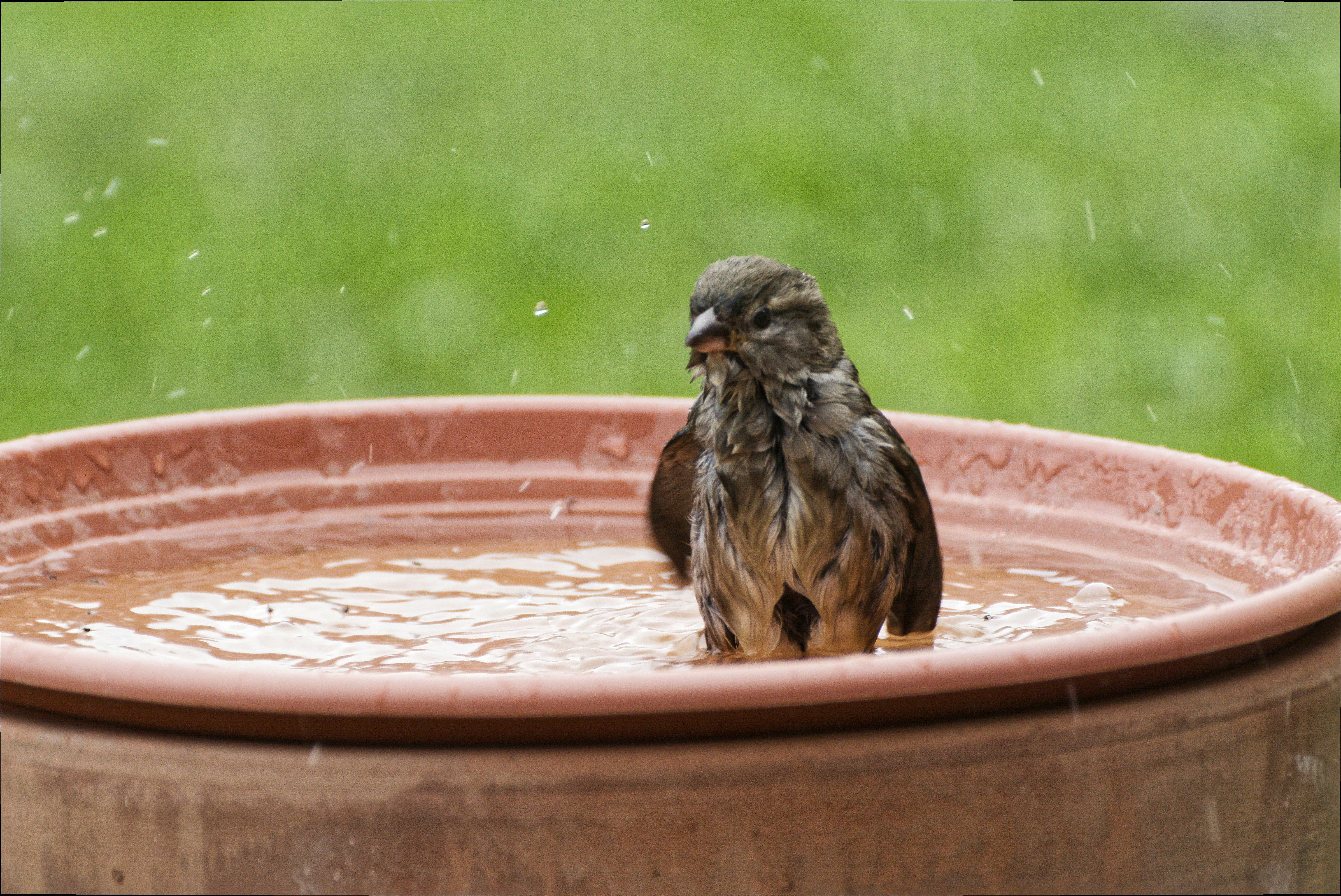 Bird Bathing Tips at Home Complete Care Guide