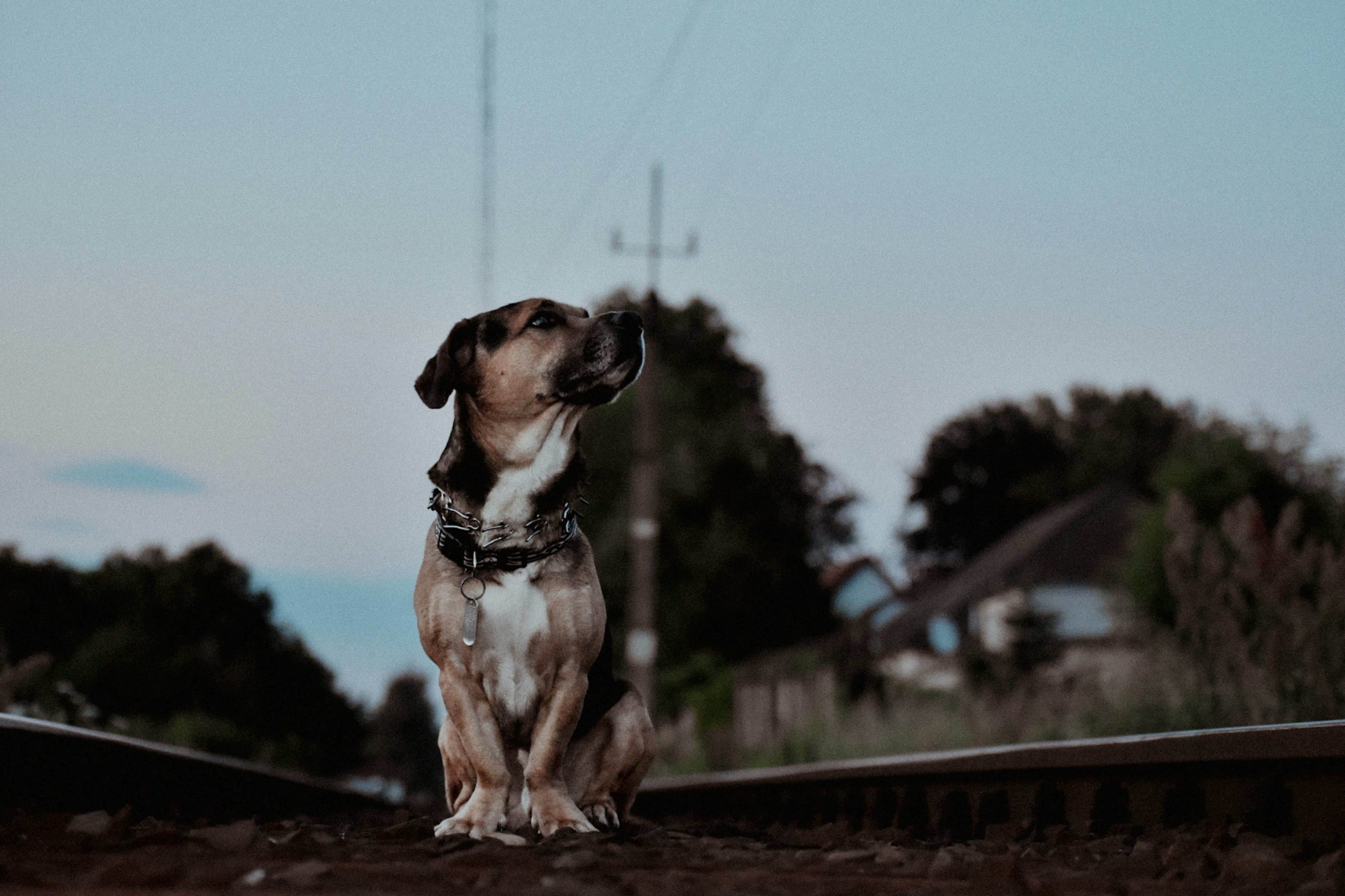 A person kneeling, enthusiastically praising and offering a treat to a small puppy after an outdoor potty break.