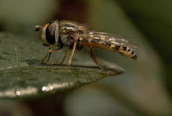 Spalangia endius wasp hovering near livestock manure