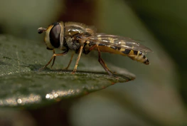 Spalangia endius wasp hovering near livestock manure
