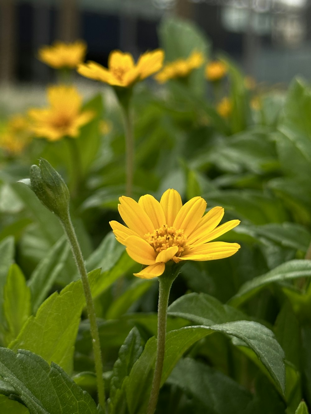 a field of yellow flowers with green leaves