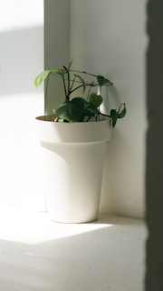 A vibrant indoor plant thriving in a sunny corner.