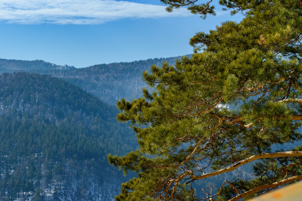 a view of a mountain range with trees in the foreground