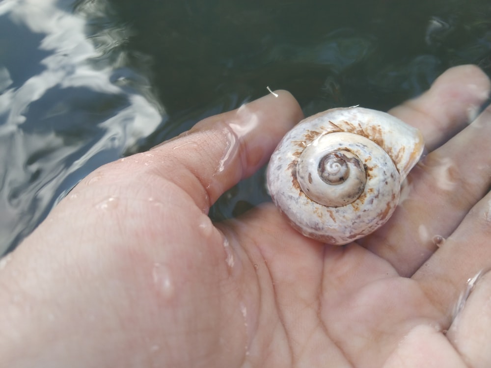 a person holding a small snail in their hand