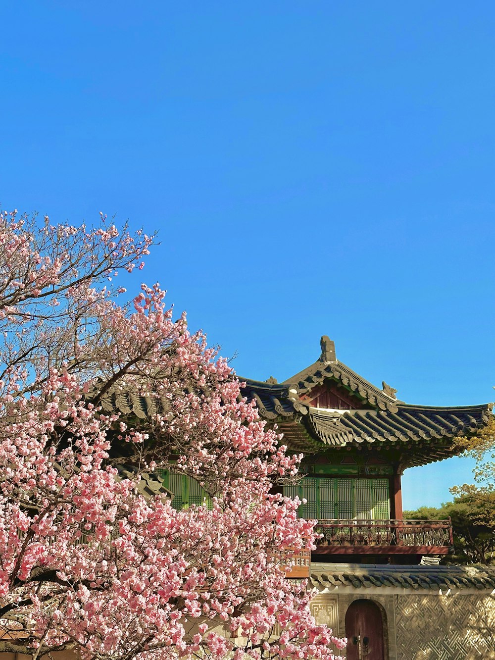 a tree with pink flowers in front of a building