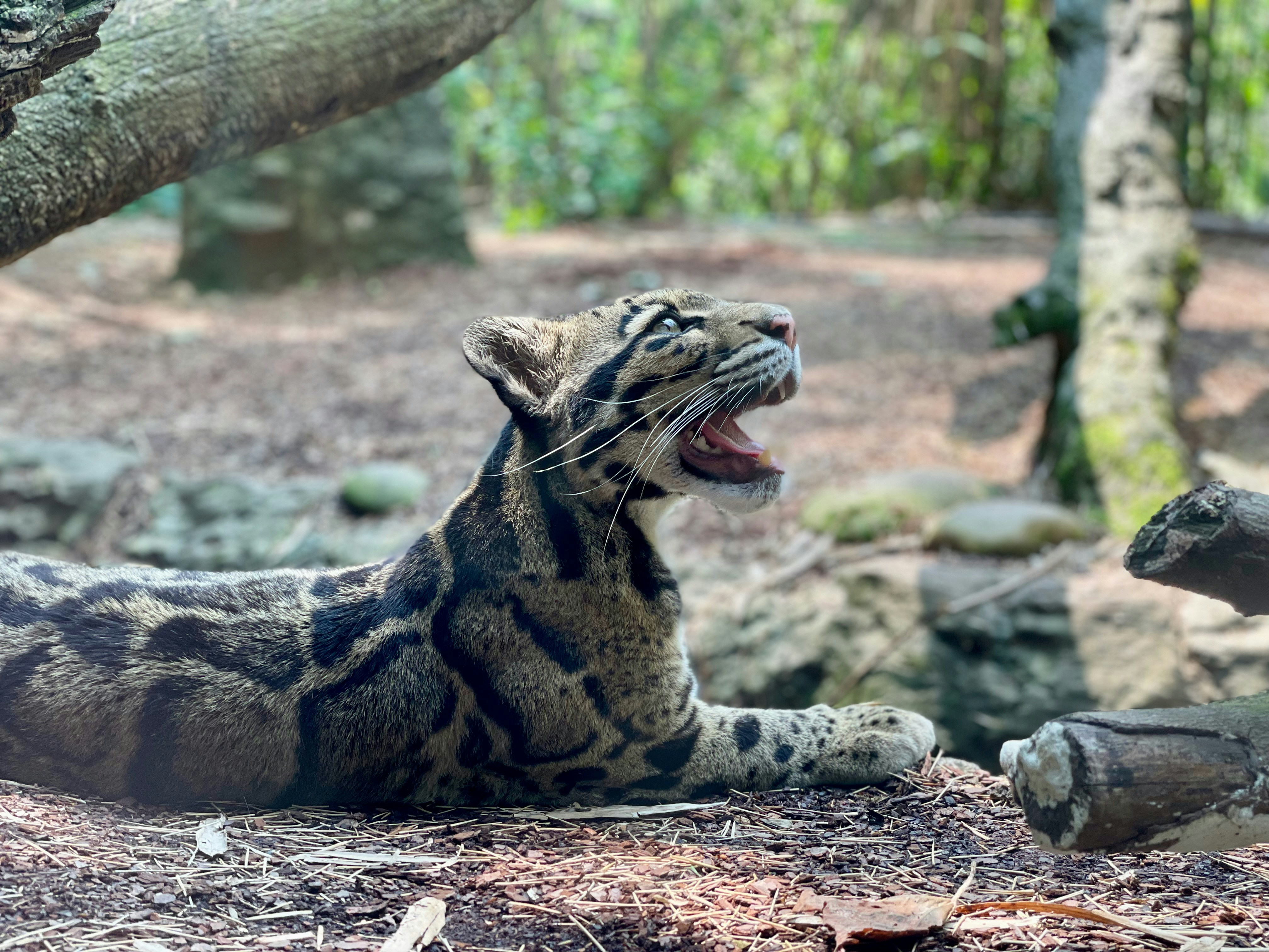 Jungle Cats: Rulers of Sunken Temples (image credits: unsplash)
