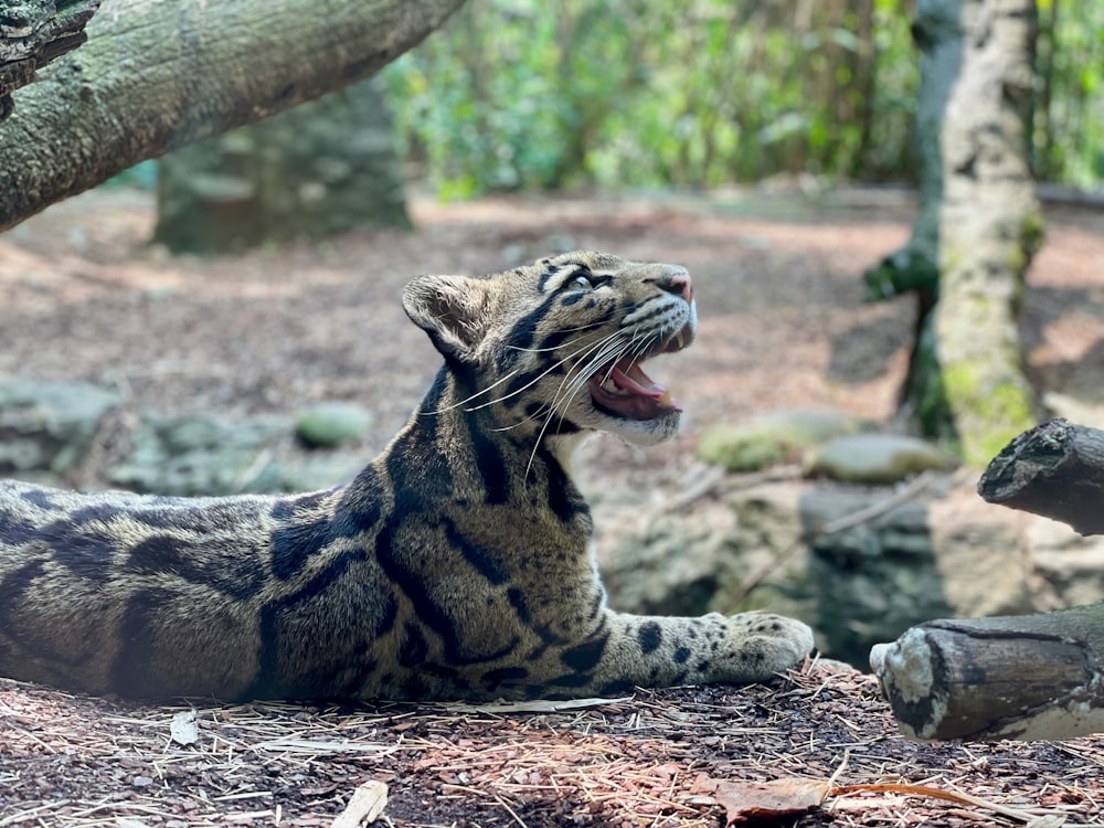a tiger yawns in the woods with its mouth open