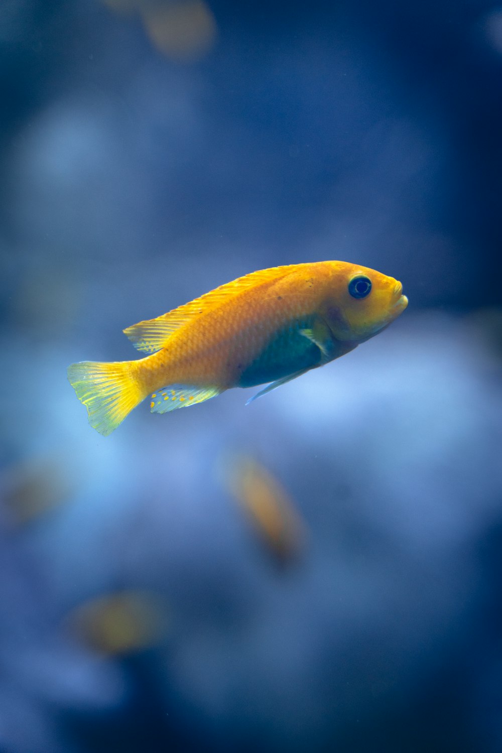 a small yellow fish swimming in an aquarium