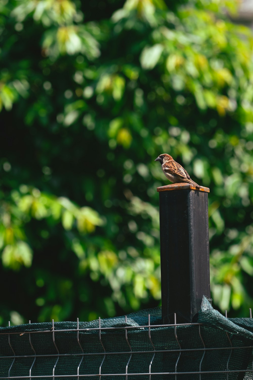 a small bird perched on top of a metal pole