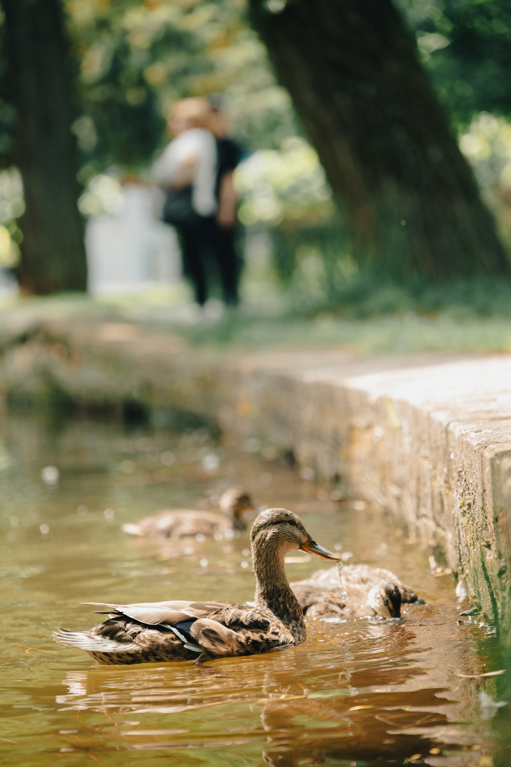 a couple of ducks floating on top of a lake