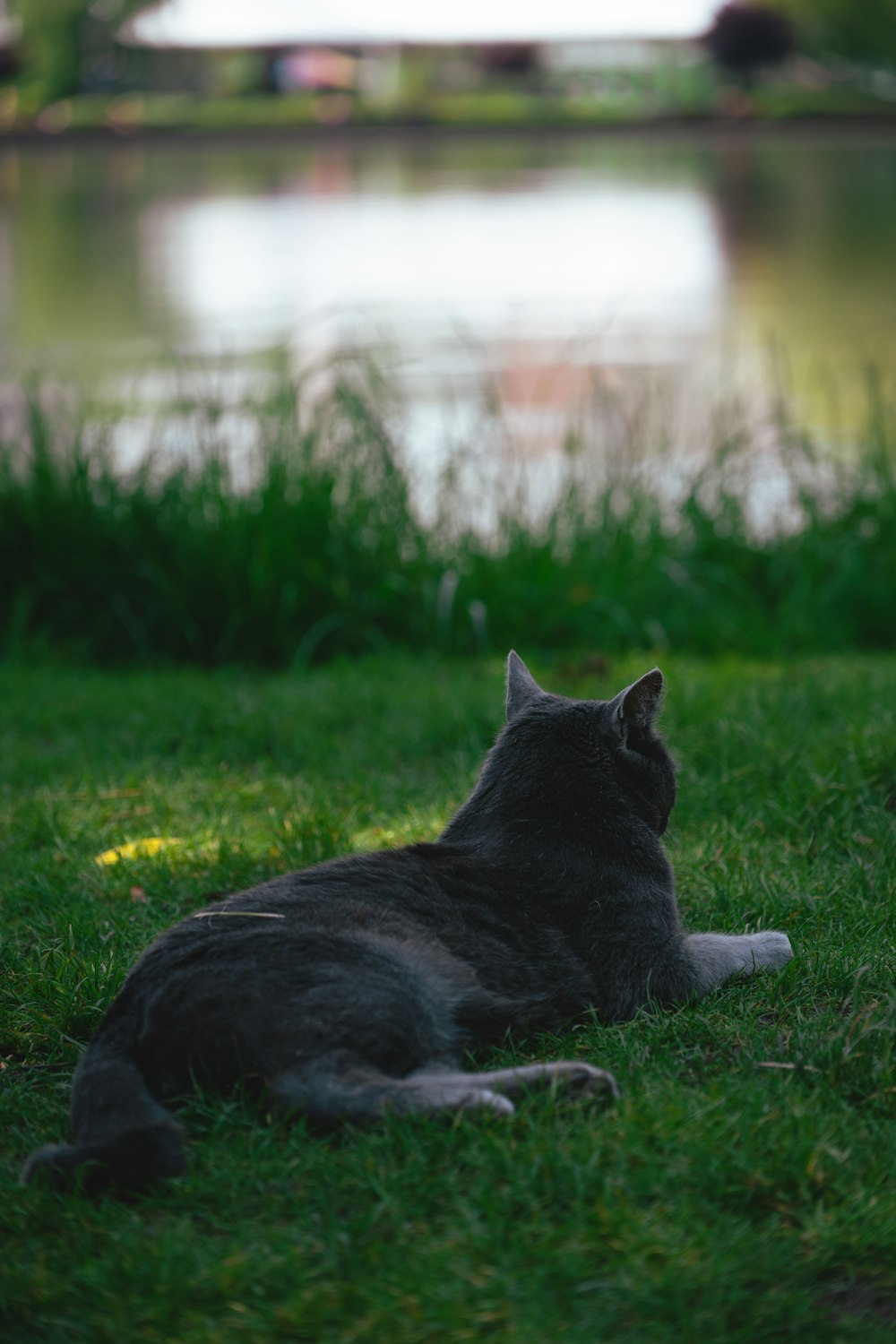 水域の近くの草の中に横たわる猫