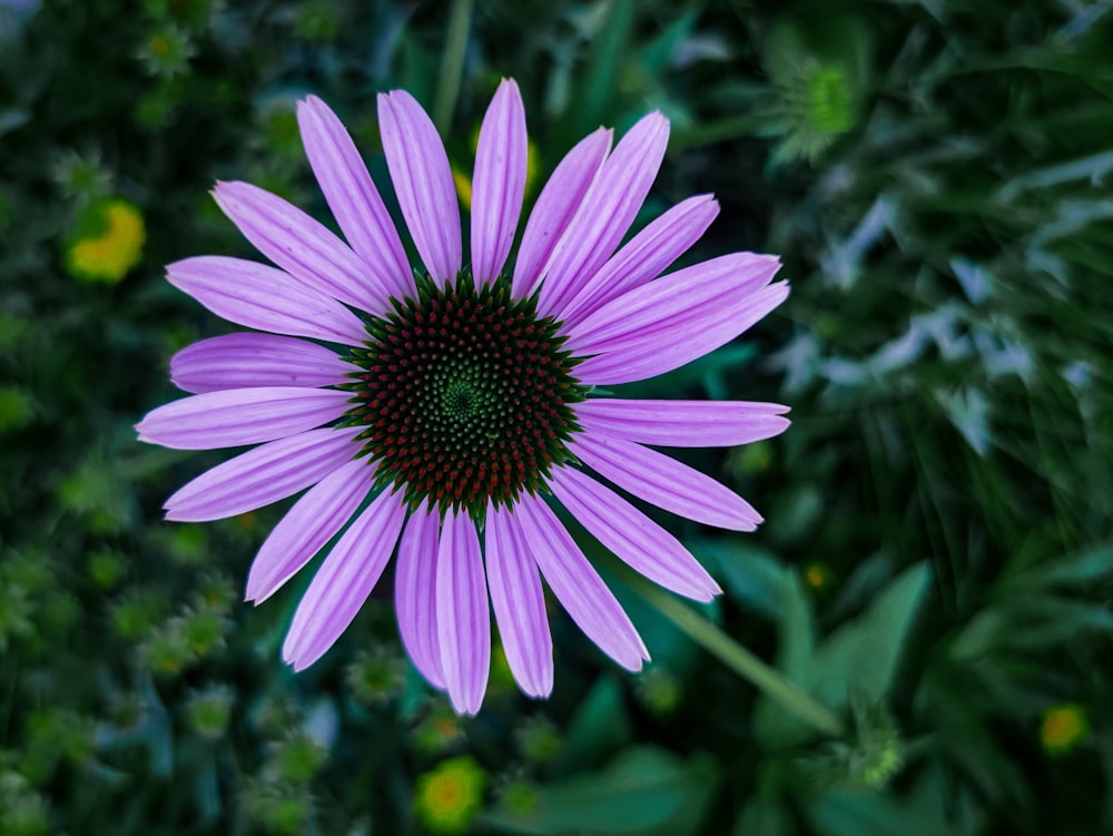 a close up of a purple flower with green leaves in the background