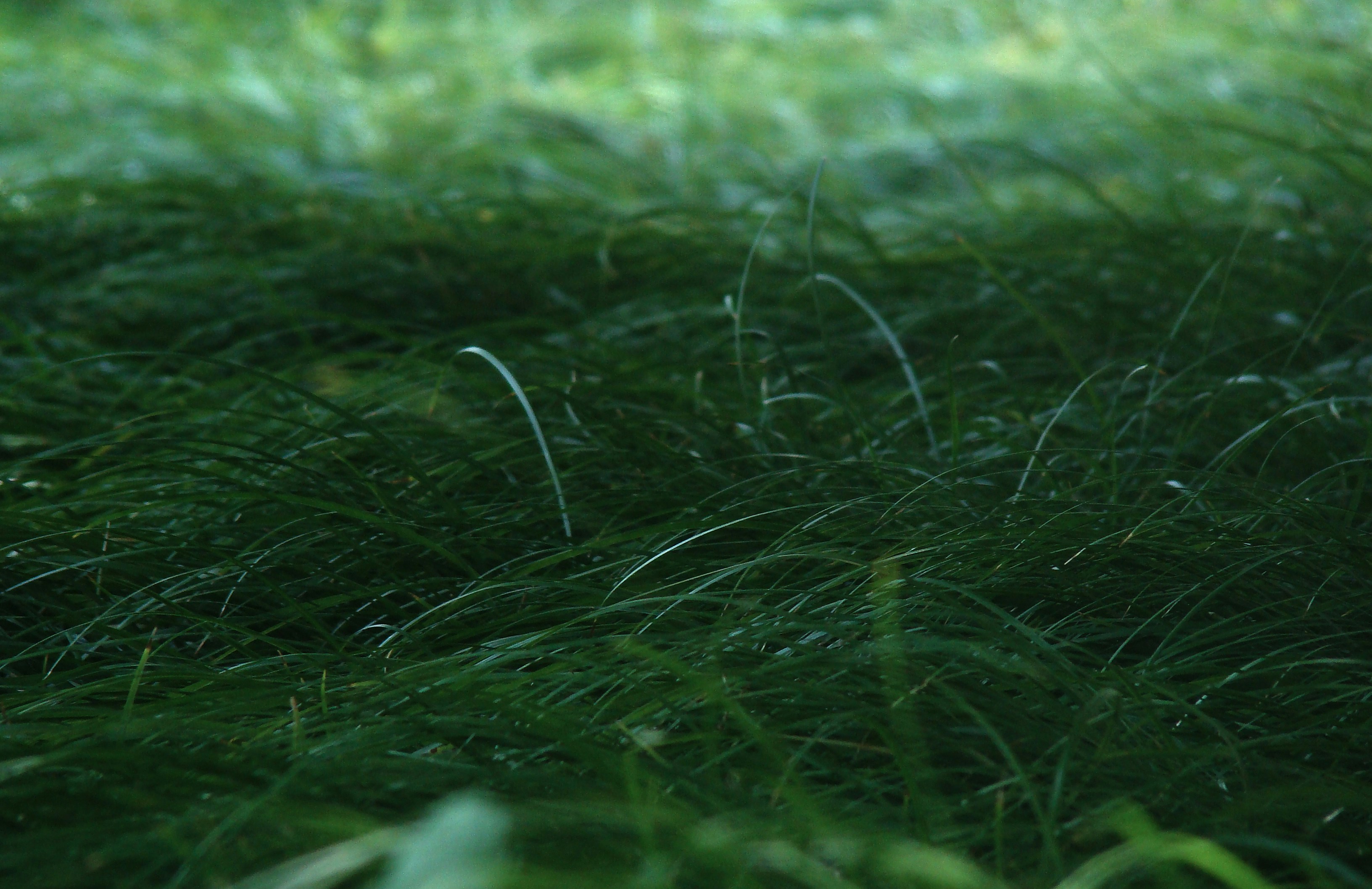 Photo by maro_of_sengu