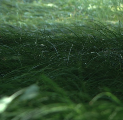 Lush green grass with fine, delicate blades creating a dense, natural carpet. The grass appears to be slightly dewy or wet, capturing the light and creating a subtle shine.