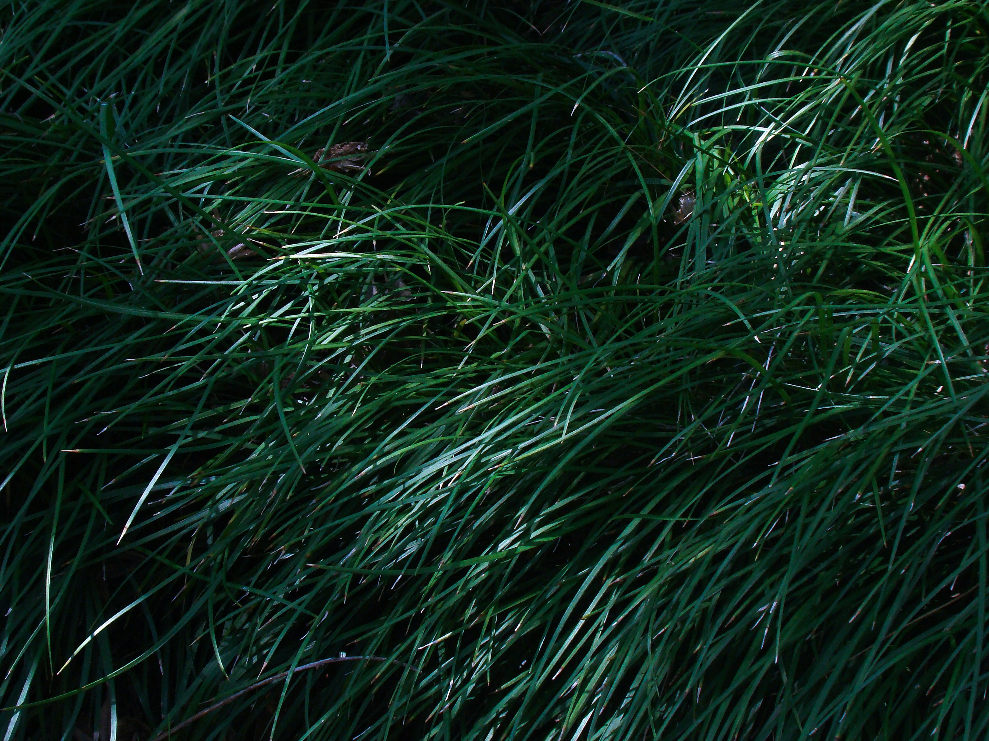 Photo by maro_of_sengu