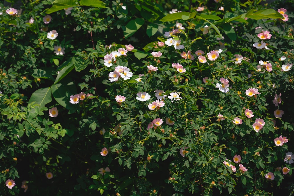 a bunch of pink and white flowers on a bush
