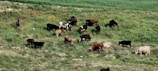 A herd of various colored cows grazing in a lush, green field. The scene includes a person standing with a stick, likely overseeing the cattle. The field is alive with different shades of greenery and some patches of dirt.