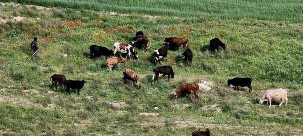 A cattle farmer advising on feeding techniques in a green pasture