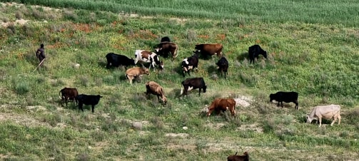A herd of various colored cows grazing in a lush, green field. The scene includes a person standing with a stick, likely overseeing the cattle. The field is alive with different shades of greenery and some patches of dirt.