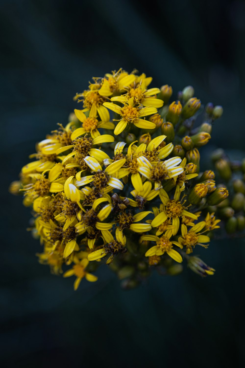 a close up of a bunch of yellow flowers