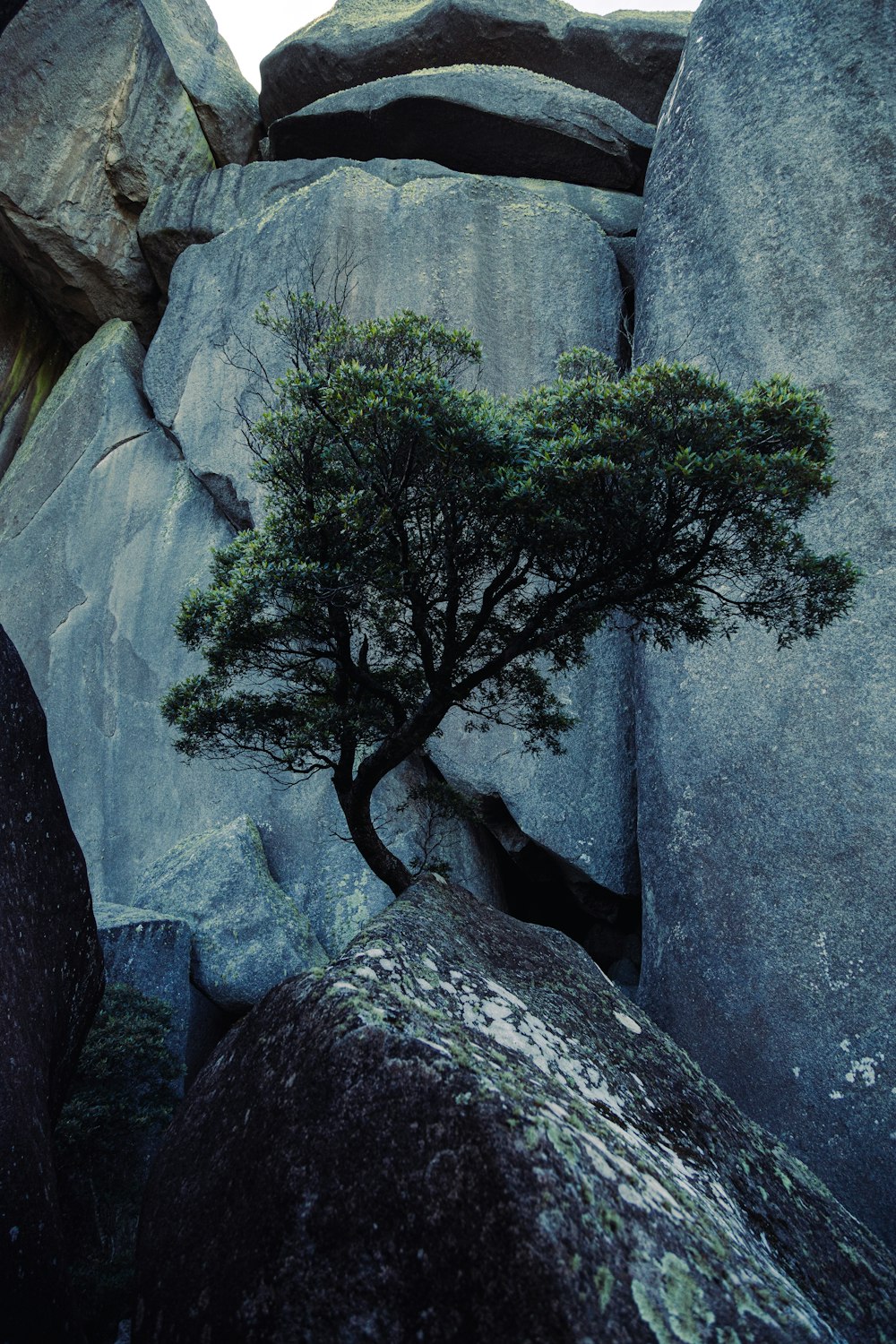 Un albero solitario che cresce da una fessura nelle rocce