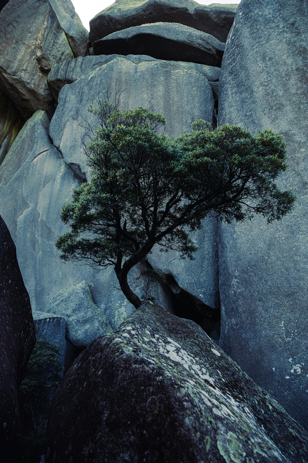 a lone tree growing out of a crack in the rocks