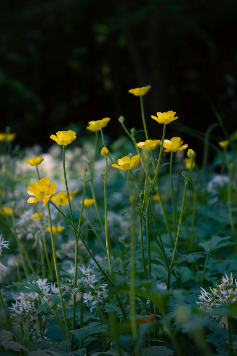 a bunch of yellow and white flowers in a field