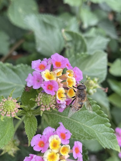A bee is perched on a cluster of vibrant flowers that are pink, yellow, and orange in color, surrounded by lush green leaves. The bee appears to be collecting nectar, with its wings partially spread.