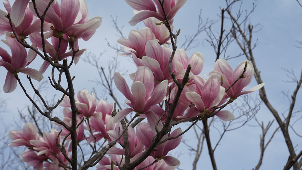 a bunch of pink flowers on a tree