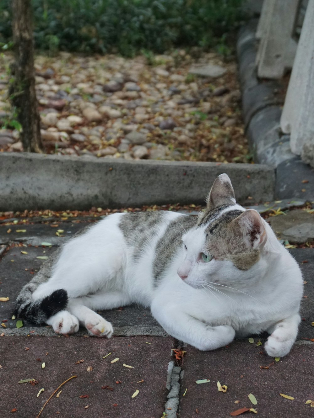 a white and gray cat laying on the ground