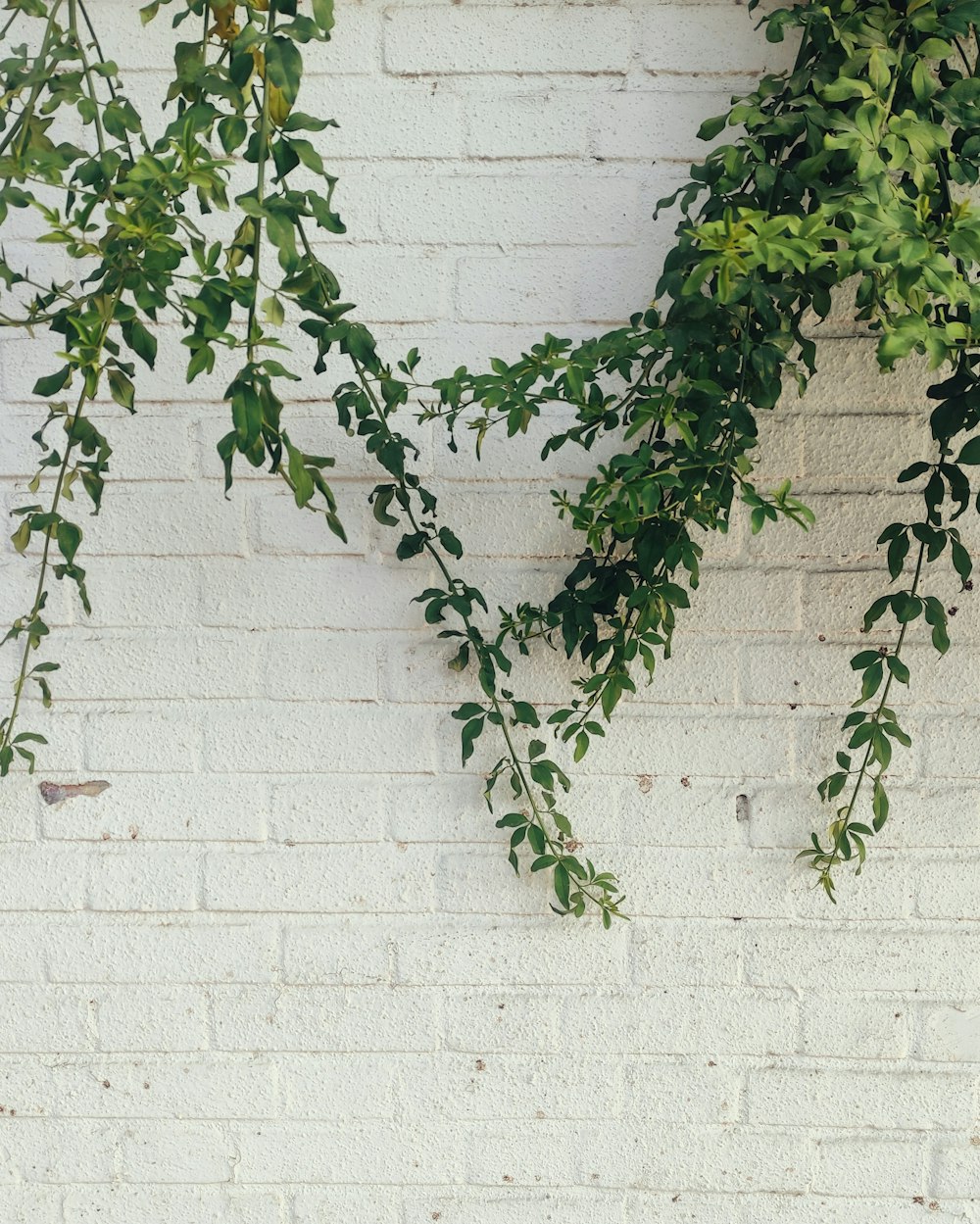 a white brick wall with green leaves on it