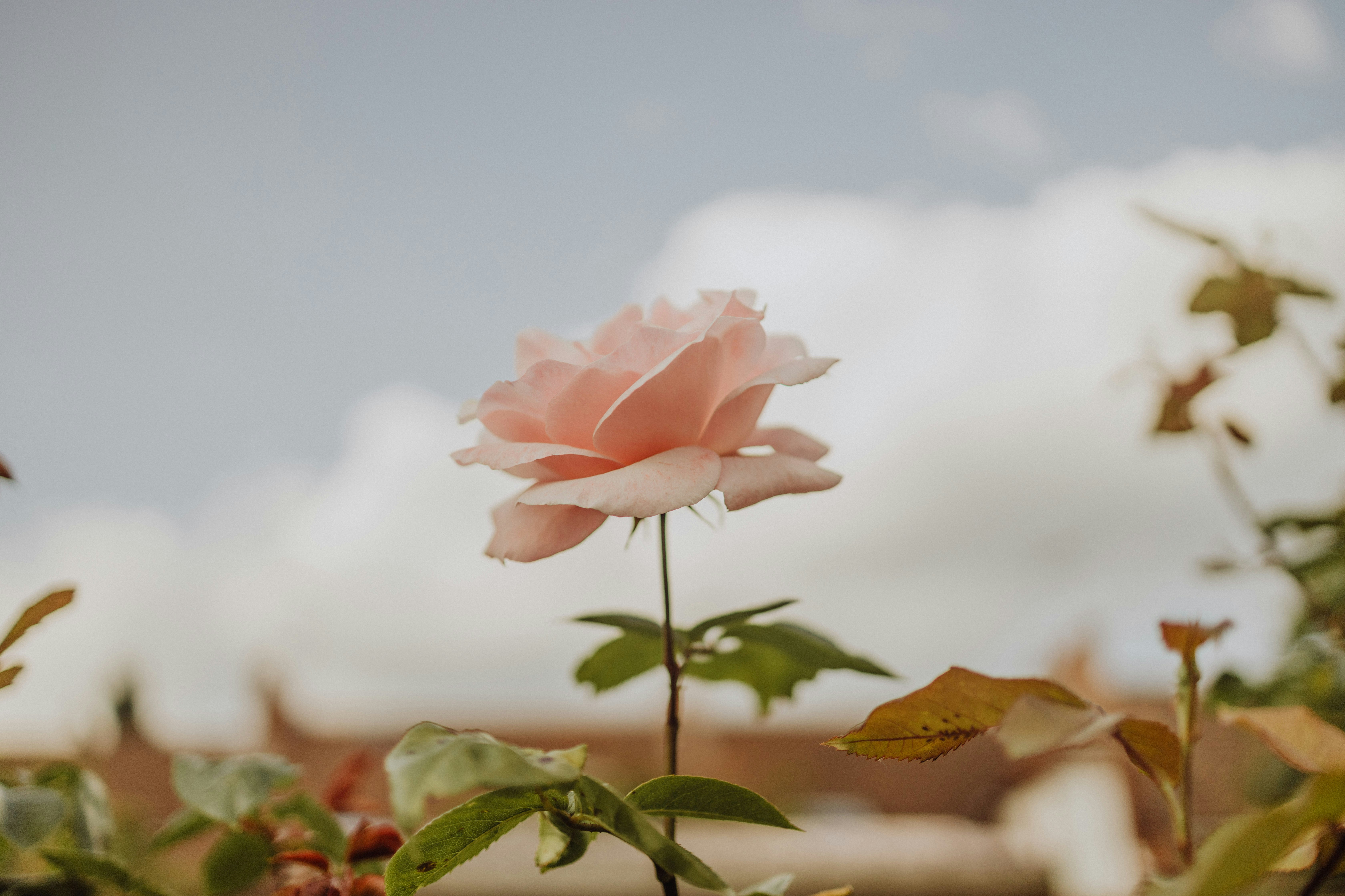 A single pink rose in the middle of a field photo – Free Flower Image ...