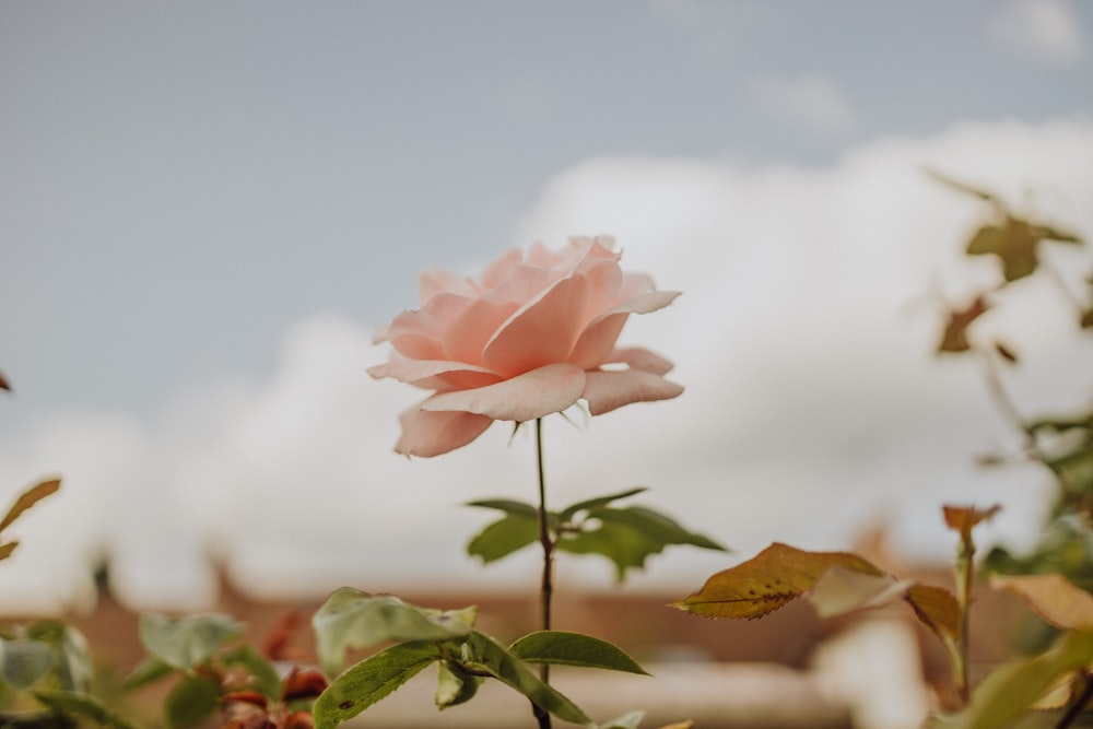 a single pink rose in the middle of a field