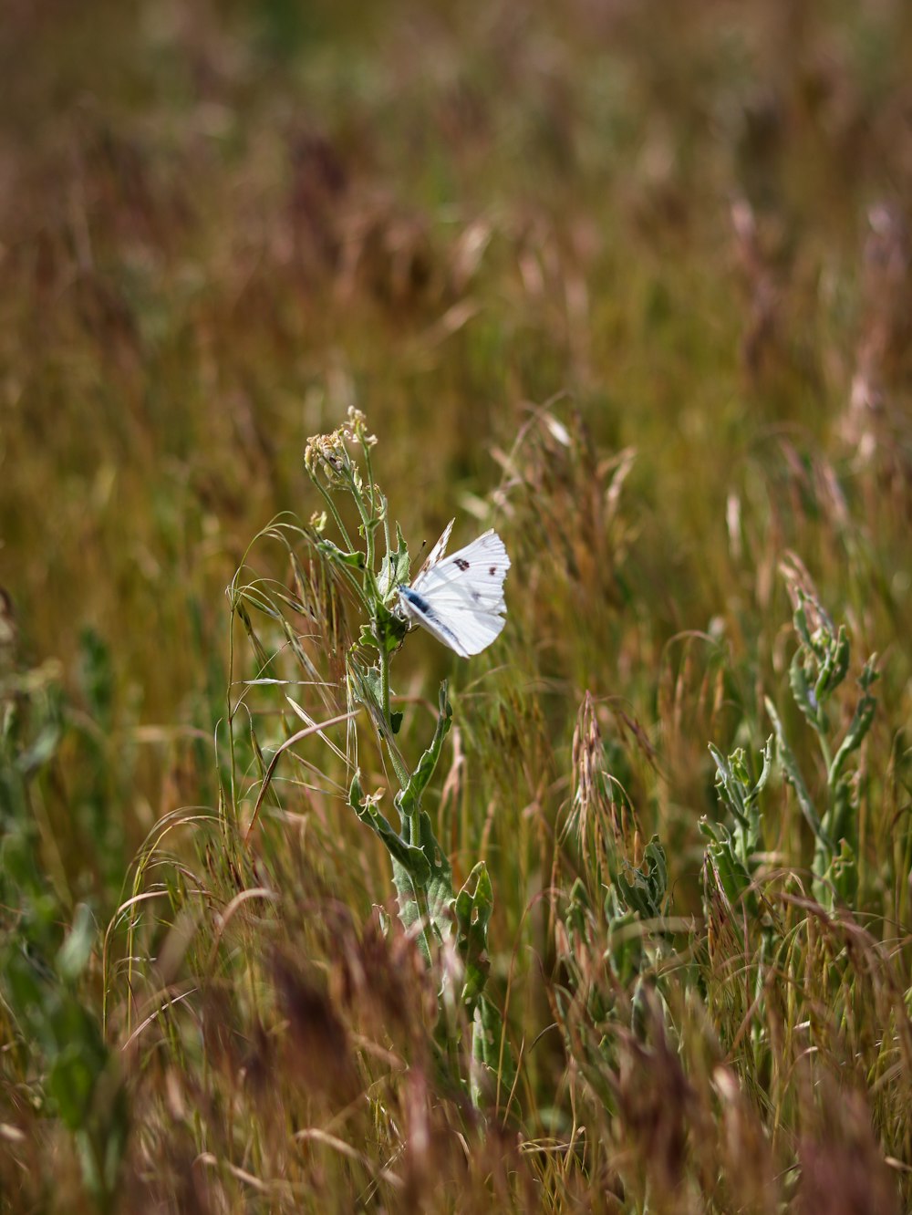 a white butterfly sitting on top of a plant in a field