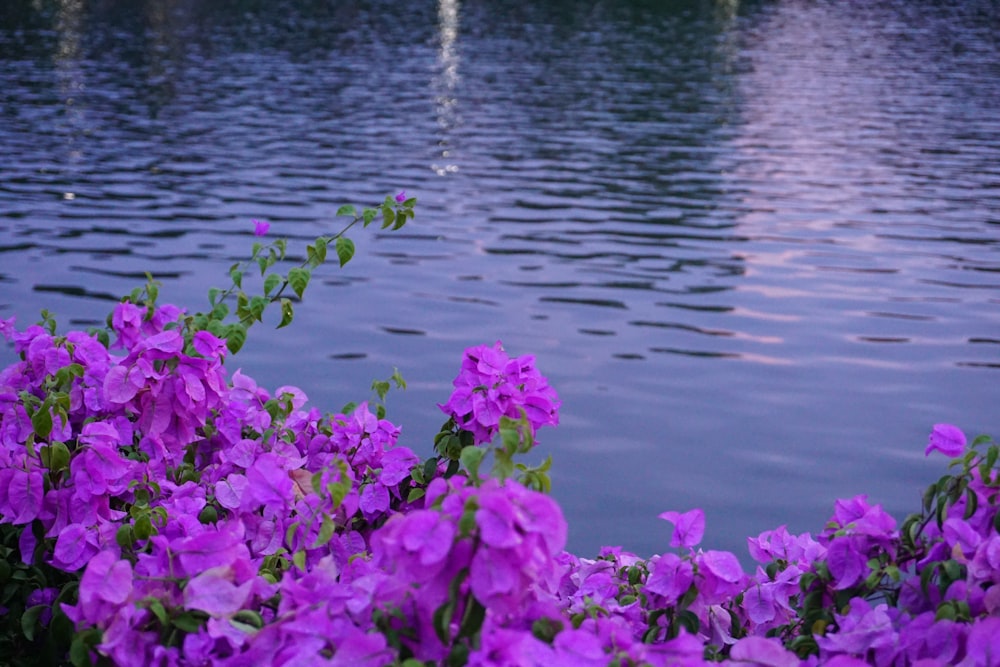 a bunch of purple flowers by a body of water