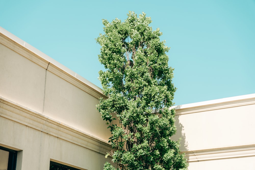 a tall tree in front of a building